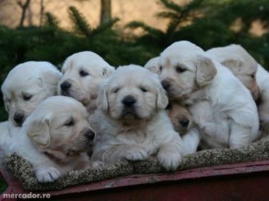 2024609_1_644x461_catei-golden-retriever-cluj-napoca